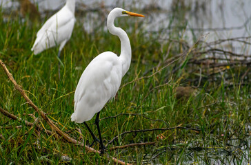 Great egret, Bharatpur Bird Sanctuary