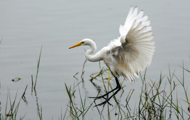 A Great Egret in flight over a lake, Rajasthan, India