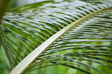 leaf of palm