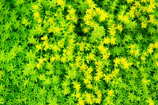 苔の花 Images Browse 22 Stock Photos Vectors And Video Adobe Stock