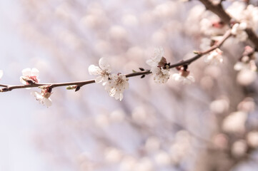 Floral spring background, soft focus. Branches of blossoming bird-cherry in vintage light blue pastel colors. Delicate elegant  image of spring.