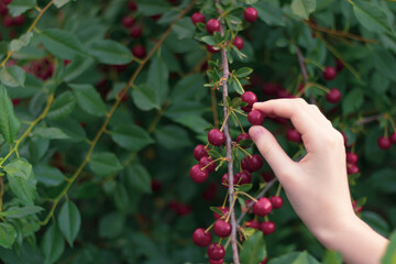 Girl hand picks berries of a cherry from a tree bush. Garden in the summer. Harvesting