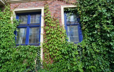 Fototapeta na wymiar Virginia creeper and old window