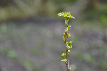 A branch of black currant with young green leaves against of soft backdrop of the garden in early spring in March. Selective focus.