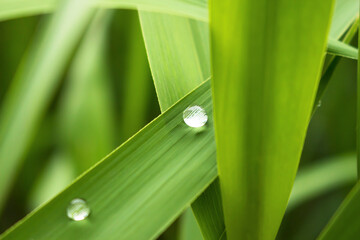A water drop on a fresh leaf after rain，zen