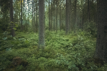 Fototapeta na wymiar Green forest with shrubs and fir trees