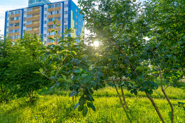 Fototapeta premium young Apple trees on the background of the city