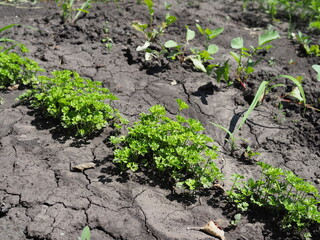 Parsley on bed in vegetable garden. Teleobjective shot with shalow DOF.