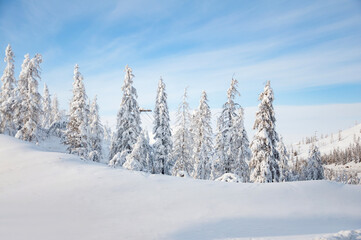 Scenic winter landscape of boreal forest (taiga) with spruce trees covered in snow on sunny day on the road to Oymyakon in the Republic Sakha Yakutia, Russia