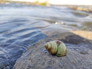 shell on the River