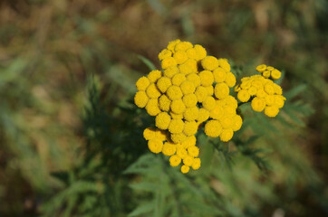 Top view of yellow Tansy inflorescence against a brown green blurred background of soil and vegetation. Tanacetum vulgare.