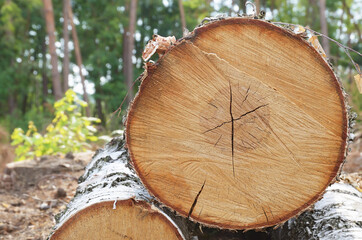 Full end view of a cross saw cut of birch against a blurred background of the forest. Cut surface texture with a cross-shaped crack in the center.