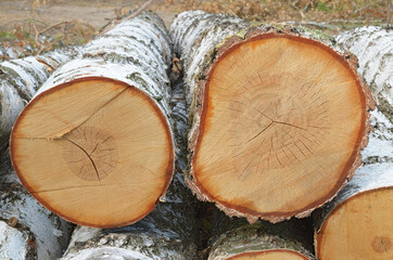 A full end view of two transverse cuts of birch against a stack of logs.