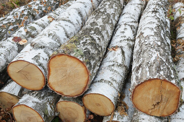 Closeup of a stack of large birch logs. View of the side surface of logs and end cross cut. Top view from the end.