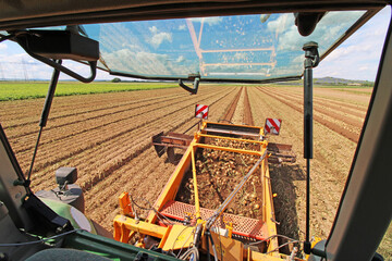 Fototapeta premium Landwirtschaftliche Zwiebelernte (Zwiebel Roden)