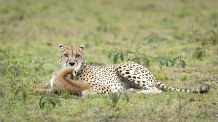 Cheetah kill baby Thompson's Gazelle in Masai Mara Kenya