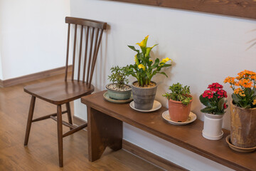 Different plants in small pots on wooden table.