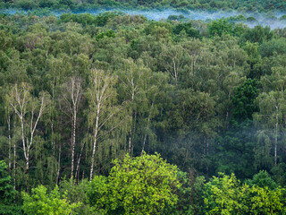 above view of green forest with evening fog after rain in summer