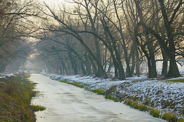 The frozen bed of a small river at the beginning of winter, on a foggy morning in December. Large old willow trees along the snow-strewn shore.