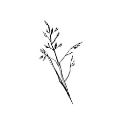 Wild oats sketch. Grass on a white background. grass branch for packaging natural products, bread, baking