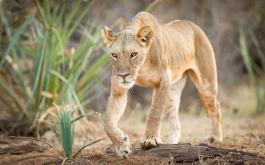 Alert lioness walking through the bush in Samburu Reserve Kenya