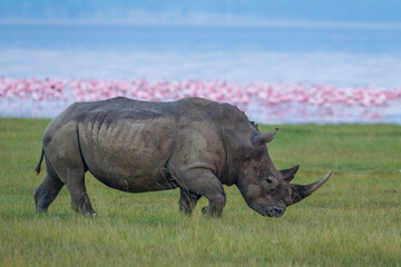 Fototapeta premium One adult white rhino walking with the Lake Nakuru and pink flamingos in the background in Kenya