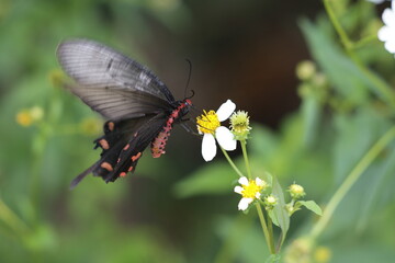 西表島で見つけたジャコウアゲハ