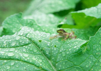 雨の中のアマガエル