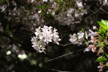 目黒川とその周辺で満開となったソメイヨシノ