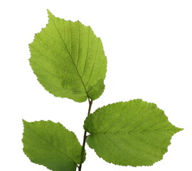 Hazelnut leaves isolated on white background