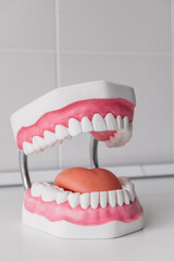 Dental layout of the jaw. Sound teeth