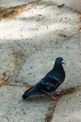 City pigeon (Columba livia domestica) stands on the sidewalk next to an apartment building