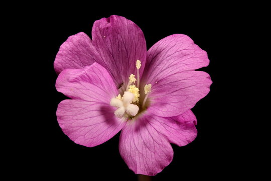 Great Willowherb (Epilobium hirsutum). Flower Closeup