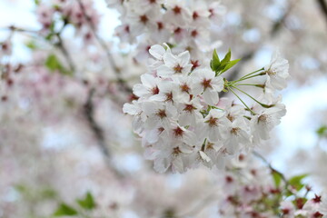 目黒川とその周辺で満開となったソメイヨシノ