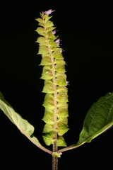 Vietnamese Balm (Elsholtzia ciliata). Inflorescence Closeup