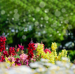 ストックの花をイメージした背景素材