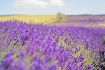 Fototapeta na wymiar Lavender field, lavender flowers in defocus. Violet field, beautiful nature, allergy