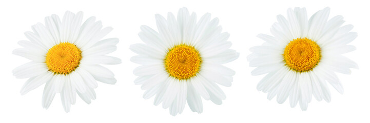 Collection of camomile or chamomile flowers isolated on white background