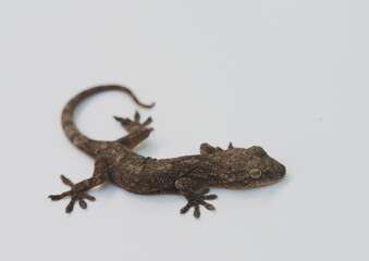 Naklejka premium ヤモリ 白背景