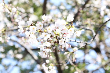 Obraz premium 満開のソメイヨシノ