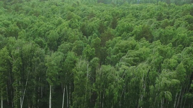 Strong wind in birch forest
