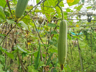 Zucchini in the Vegetable Garden.