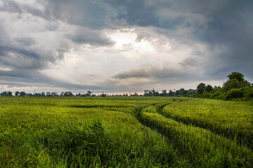 Fototapeta na wymiar storm clouds over the field, beautiful landscape