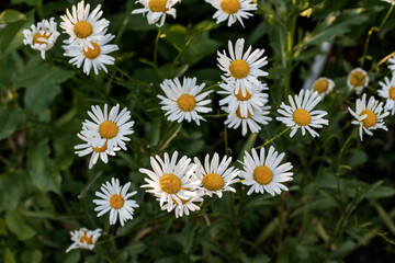 Fototapeta premium Beautiful daisies growing up in the meadow close-up.