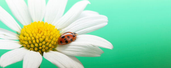 red ladybug on camomile flower, ladybird creeps on stem of plant in spring in garden in summer