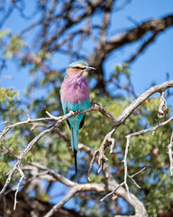 Lilac-breasted Roller