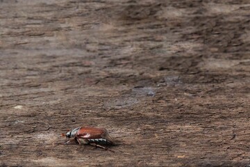 May bug on a wooden background