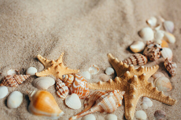 Fototapeta na wymiar Beach with a lot of seashells and starfishes.