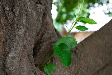 木の隙間から生えた生命力溢れる新芽