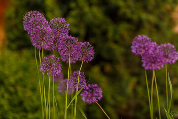 Decorative onion flowers Allium in the garden